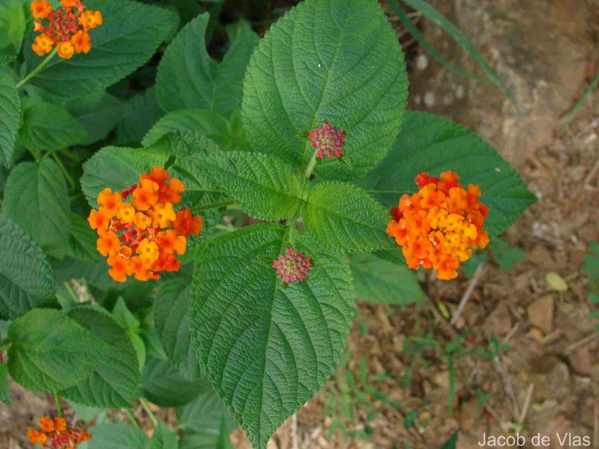 Lantana camara L.